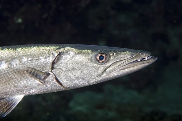 Barracuda Fish underwater — Stock Photo, Image