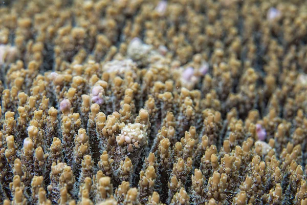 硬珊瑚细节 — 图库照片