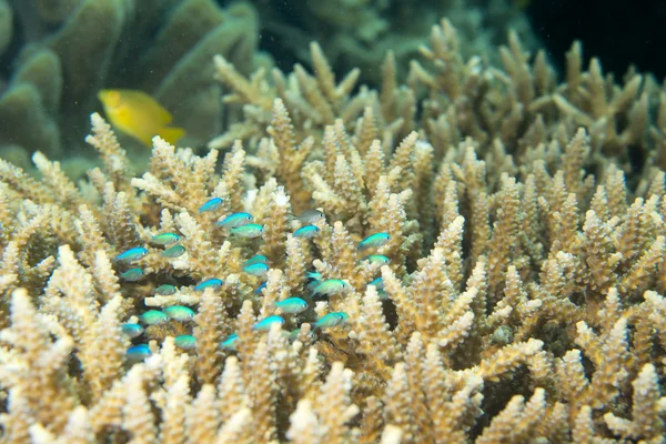 Hard coral detail — Stock Photo, Image