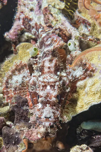 Squid cuttlefish underwater while eating shrimp — Stock Photo, Image