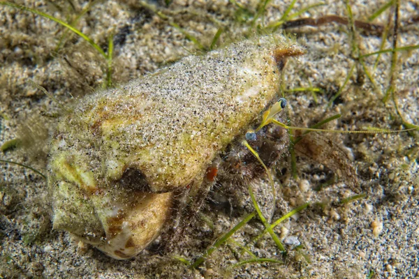 En färgglad eremitkräfta huvud detalj — Stockfoto