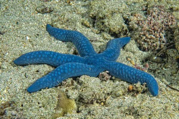 Sebuah bintang laut biru tergantung di karang — Stok Foto