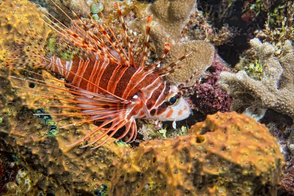 Costeletas lulas subaquáticas enquanto comem camarão — Fotografia de Stock