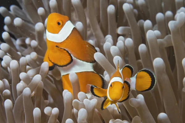 Clown fish while looking at you from anemone — Stock Photo, Image