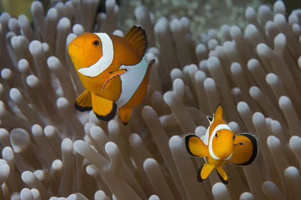 Clownfische beim Anblick von Anemone — Stockfoto