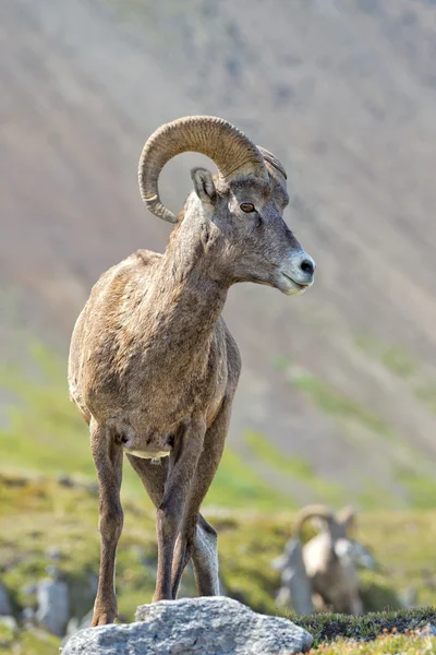 Big Horn Sheep portrait on rocky mountains Canada — Stock Photo, Image