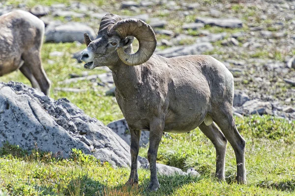 Big Horn Sheep portrait on rocky mountains Canada — Stock Photo, Image