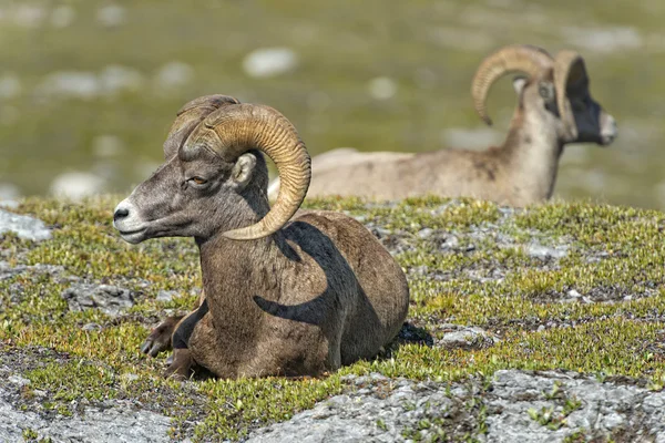 Big Horn Sheep portrait on rocky mountains Canada — Stock Photo, Image