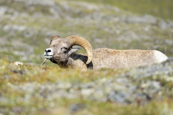 Grote hoorn schapen portret op rocky mountains canada — Stockfoto