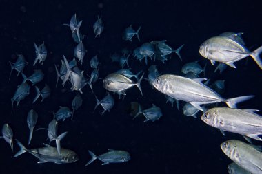 su altında balık sürüsü içinde
