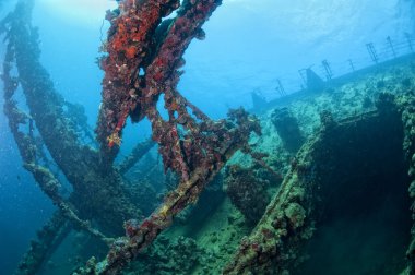 Kızıl deniz gemi kazasında üzerinde sert mercan