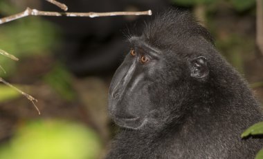 ormanda sana bakarken siyah makak tepeli