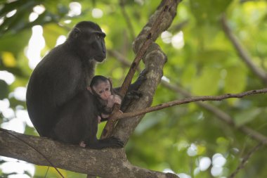 ormanda sana bakarken siyah makak tepeli