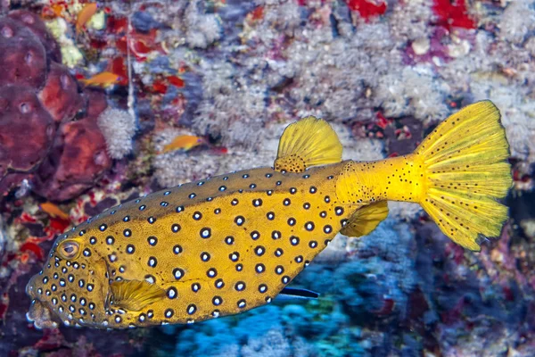 Yellow spotted Box fish underwater portrait — Stock Photo, Image