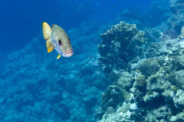 Söta läppar fisk gul och grå i revet bakgrunden — Stockfoto