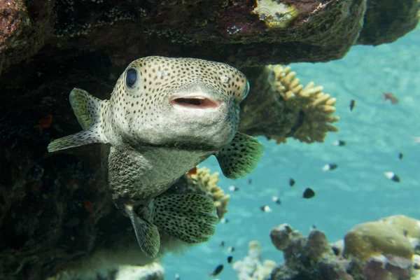 Box fish underwater portrait — Stock Photo, Image