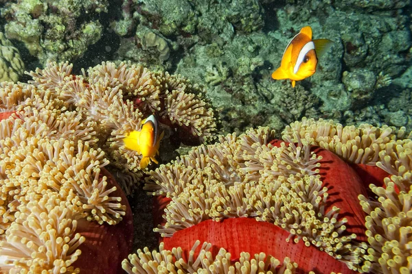 Clown vis in de rode en bruine anemone over de zwarte achtergrond — Stockfoto