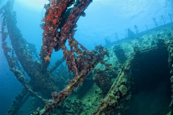 Eine Steinkoralle auf einem Schiffswrack im roten Meer — Stockfoto