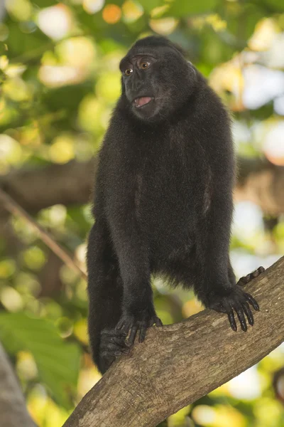 Macaco negro crestado mientras te mira en el bosque —  Fotos de Stock