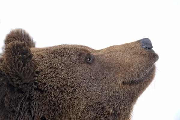 Czarny niedźwiedź brązowy grizzly portret w śniegu patrząc na Ciebie — Zdjęcie stockowe