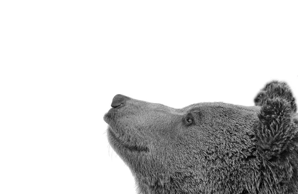 Černý medvěd hnědý grizzly portrét na sněhu při pohledu na y — Stock fotografie