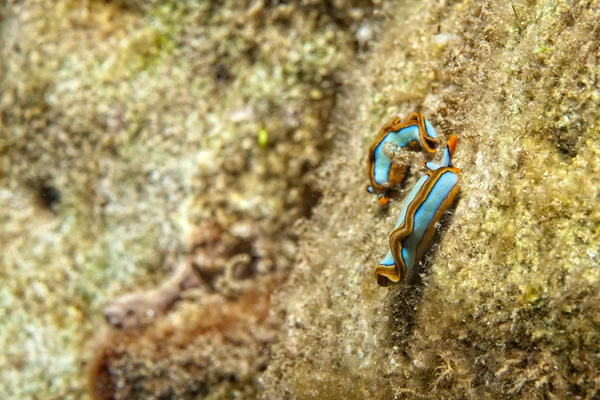 Flat worm portrait while diving in Indonesia — Stock Photo, Image