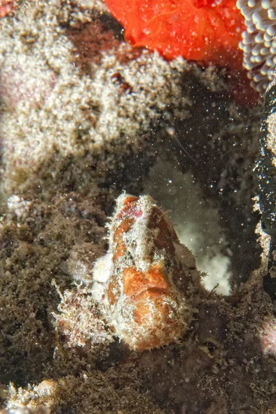 Red Frog Fish close up portrait — Stock Photo, Image