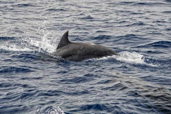 Delfini mentre saltano — Foto Stock