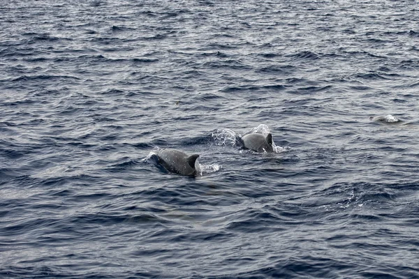同时跳跃的海豚 — 图库照片