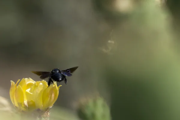 Macro dettaglio spina di cactus — Foto Stock