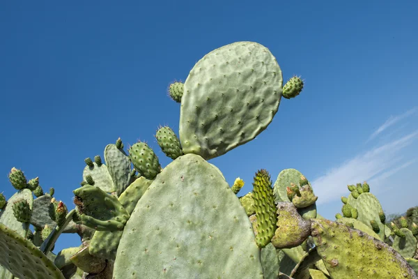 Cactus thorn macro detail — Stock Photo, Image