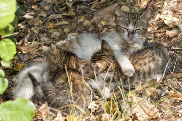 Mãe gato alimentando filhote — Fotografia de Stock