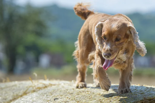 Cocker spaniel hund tittar på dig — Stockfoto