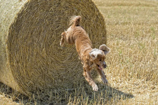 Köpek yavrusu yavru horoz İspanyol buğday atlama — Stok fotoğraf