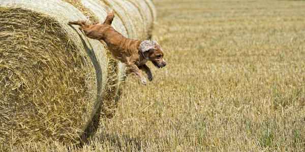 Pies szczeniak cocker spaniel skacząc z pszennej — Zdjęcie stockowe