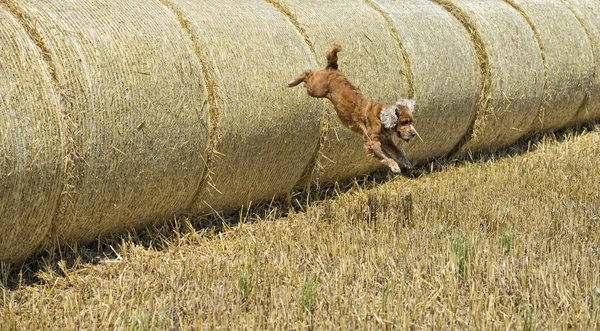Cão cocker spaniel saltando de trigo — Fotografia de Stock