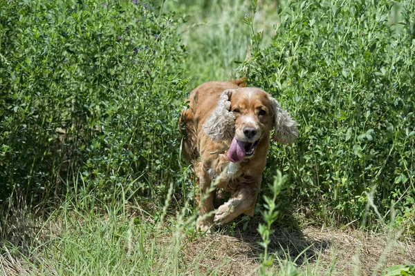 Boldog kiskutya kutya fut — Stock Fotó