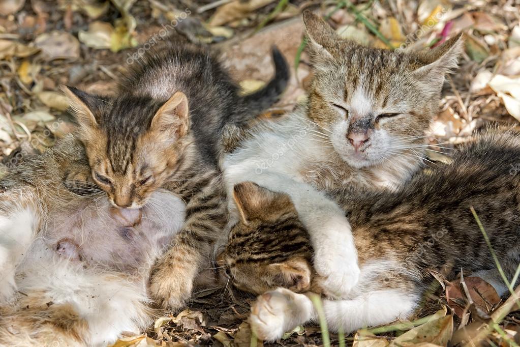 Cucciolo Alimentazione Di Madre Gatto Foto Stock Izanbar 48842929