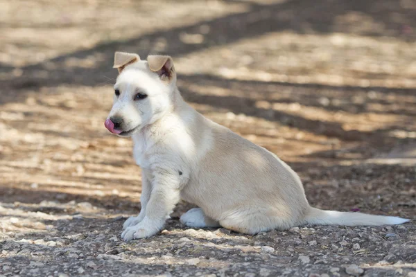 Puppy newborn White Pomeranian dog — Stock Photo, Image