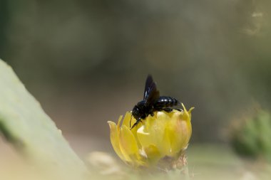 Kaktüs çiçeği üzerinde uçan siyah arı