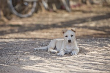 Yeni doğan beyaz pomeranian köpek yavrusu