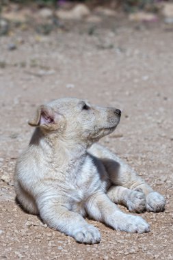 Yeni doğan beyaz pomeranian köpek yavrusu