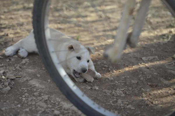 Filhote de cachorro recém-nascido Branco Pomeranian cão — Fotografia de Stock