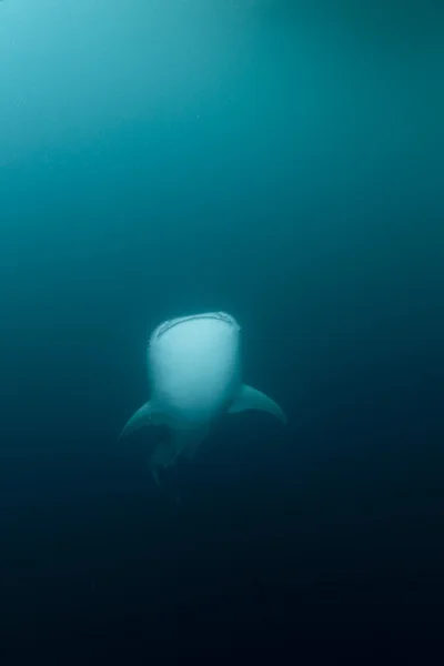 Whale Shark close up underwater portrait — Stock Photo, Image