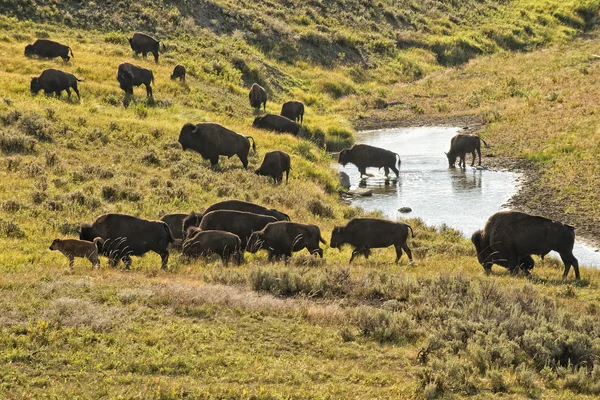 Bawół Bizon podczas przekraczania creek, w dolinie lamar yellowstone — Zdjęcie stockowe