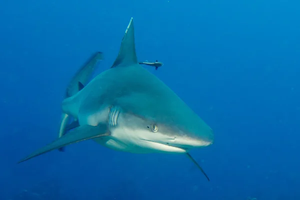 Mâchoires de requin blanc gris prêtes à vous attaquer — Photo