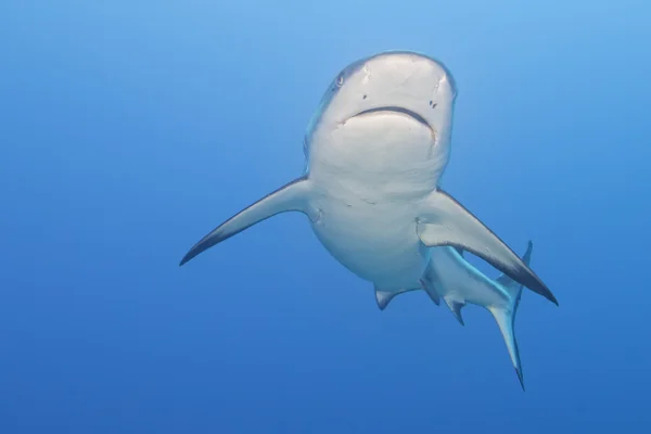 Szürke fehér cápa cápa készen áll a támadásra víz alatti közelről portré — Stock Fotó