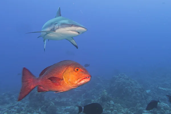 Mordazas de tiburón blanco gris listo para atacar a un mero rojo —  Fotos de Stock