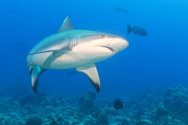 Tubarão branco cinzento mandíbulas pronto para atacar debaixo d 'água close up retrato — Fotografia de Stock