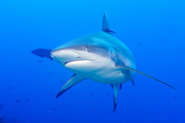 Gri beyaz köpekbalığı jaws sualtı saldırmaya hazır portre kadar yakın — Stok fotoğraf
